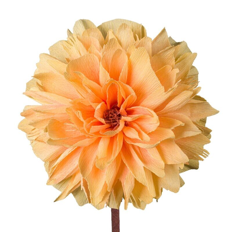 Paeonia – peach