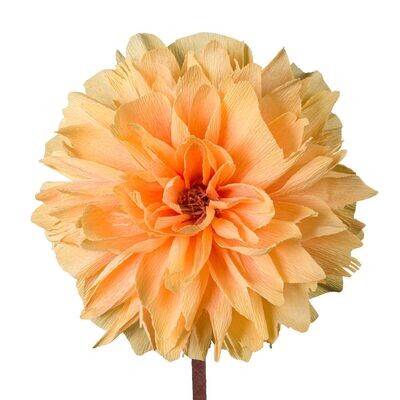 Paeonia – peach Paeonia – peach