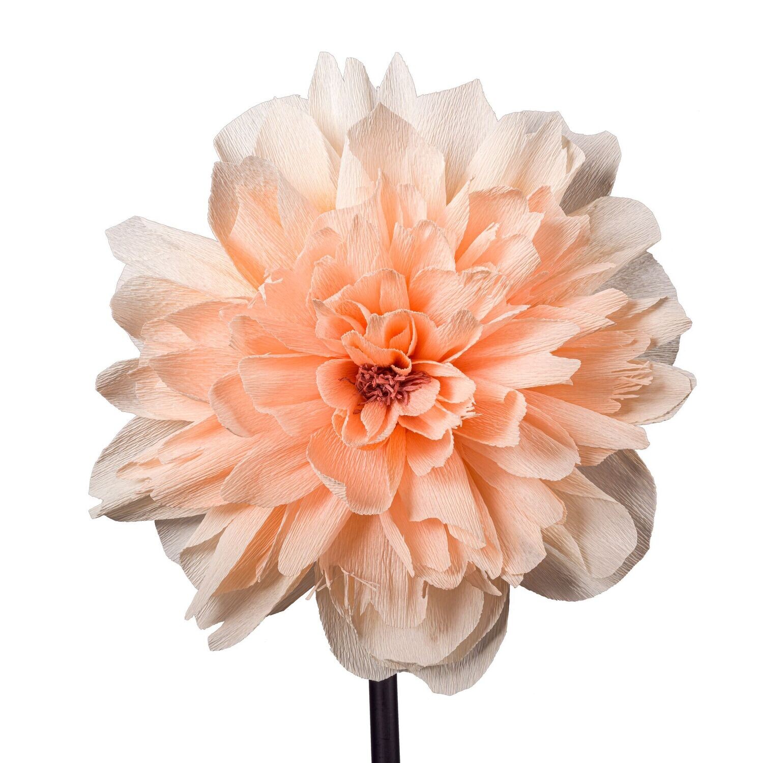 Paeonia – lachs