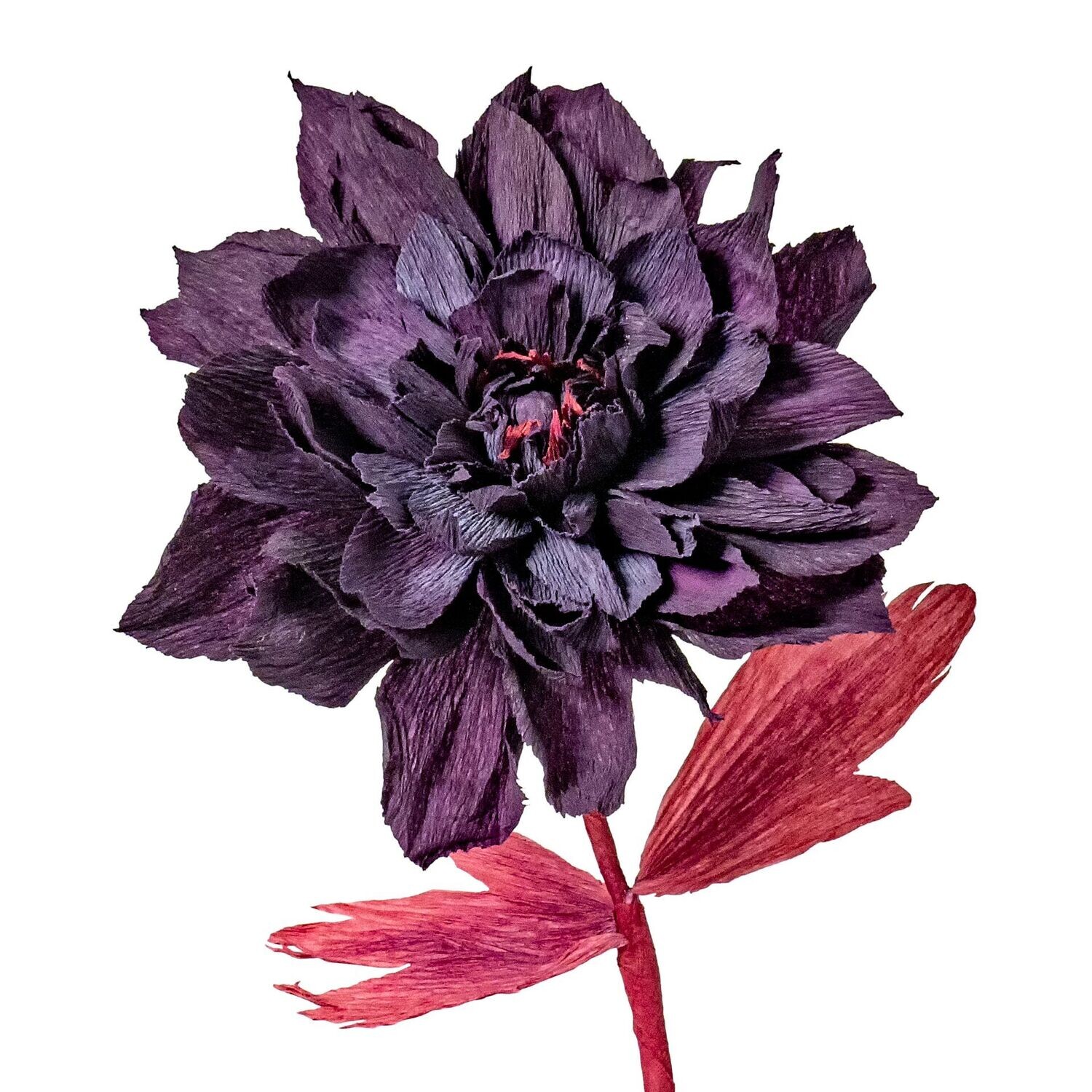 Dahlia