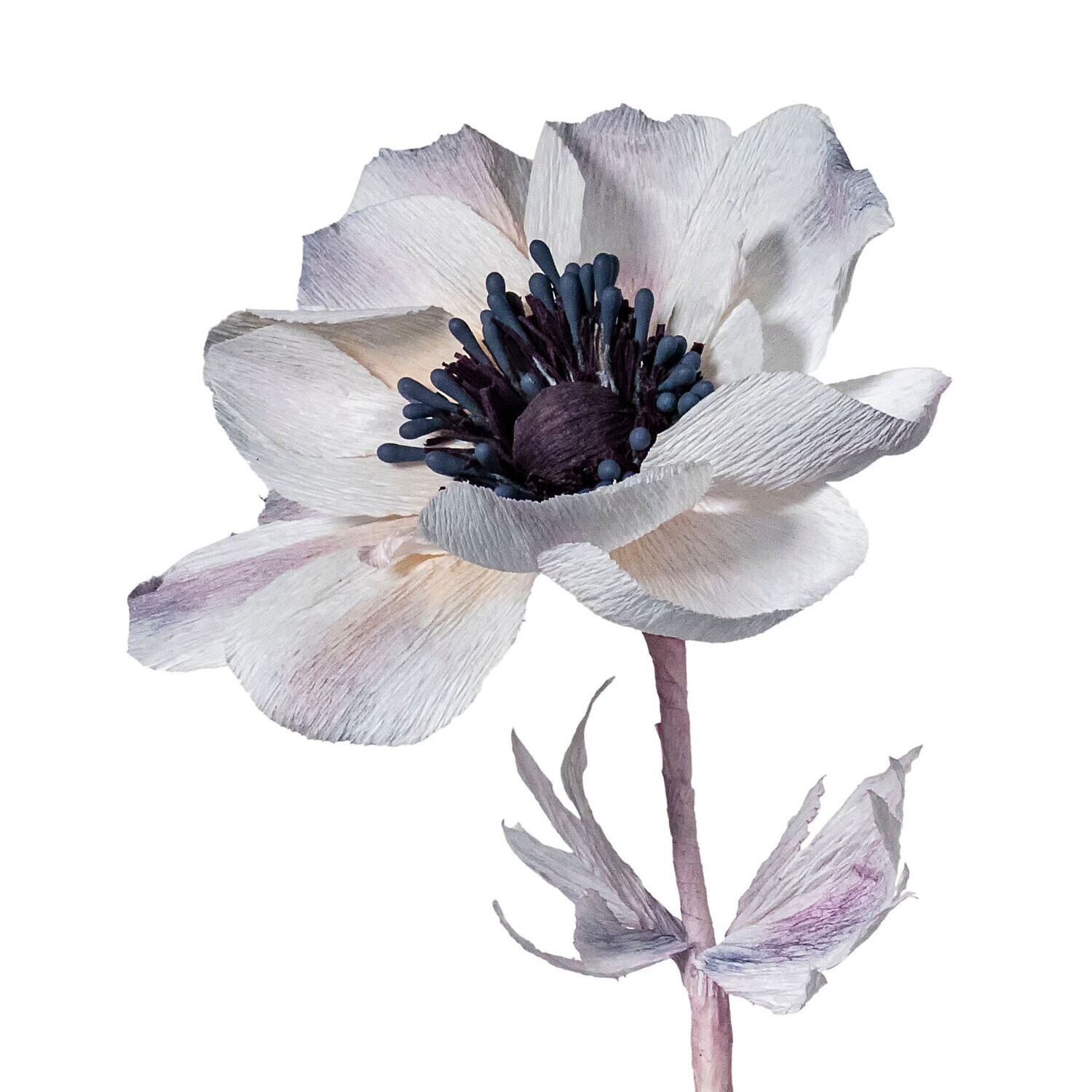 Anemone