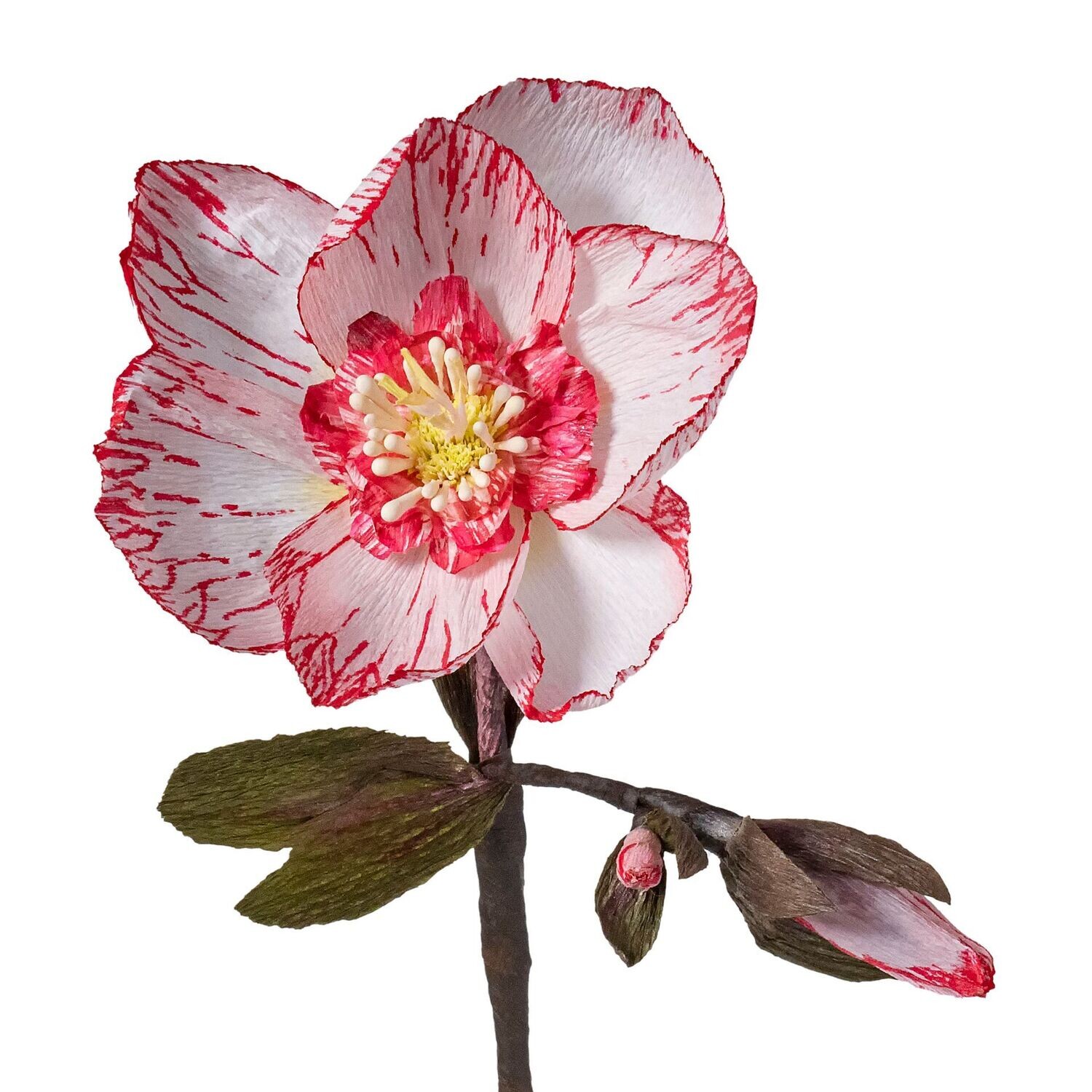 Helleborus rot-weiß