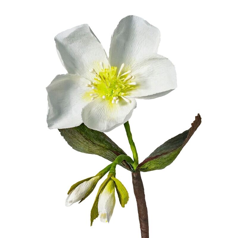 Helleborus weiß