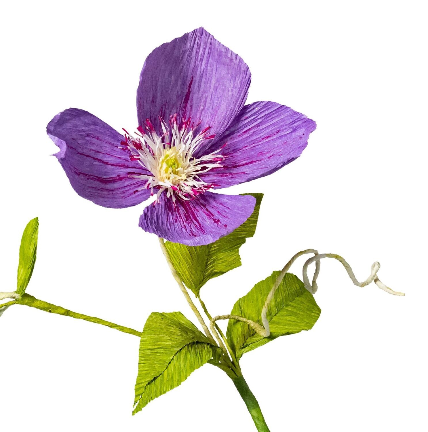 Clematis