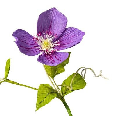 Clematis