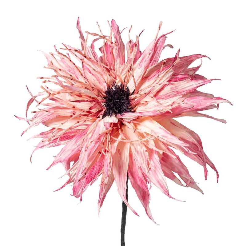 Flora Fantasia 6