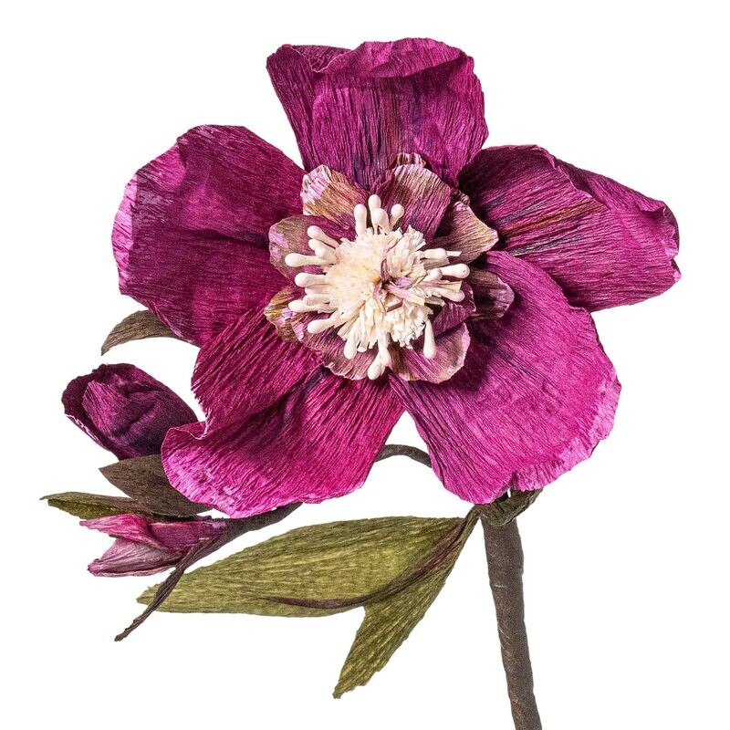 Helleborus aubergine