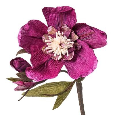 Helleborus aubergine