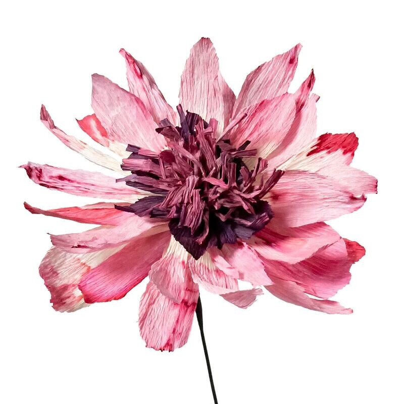 Flora Fantasia 7