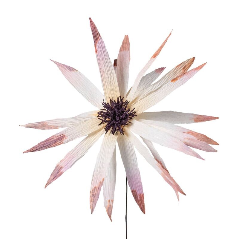 Flora Fantasia 5