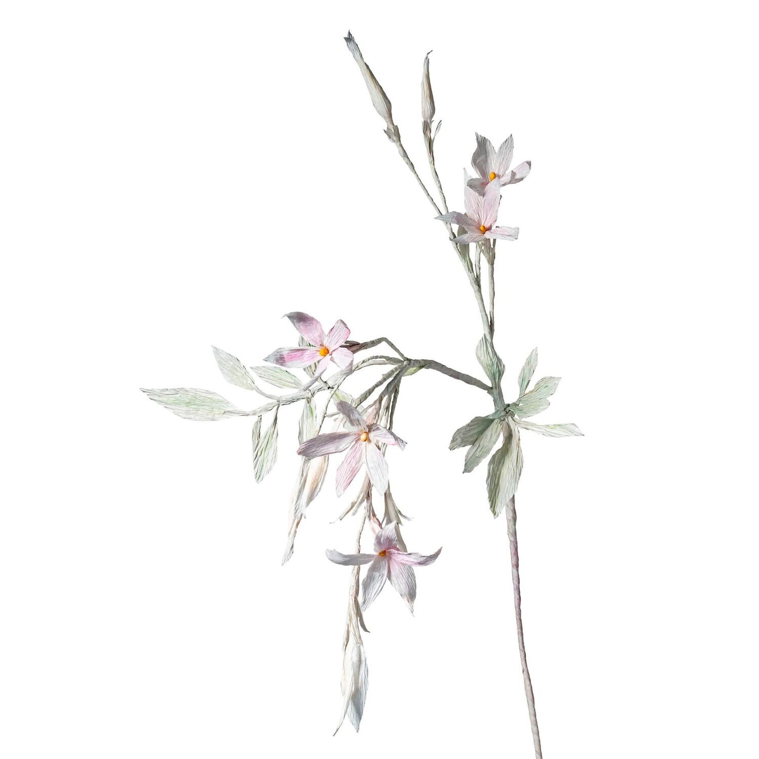 Jasminum – weiß