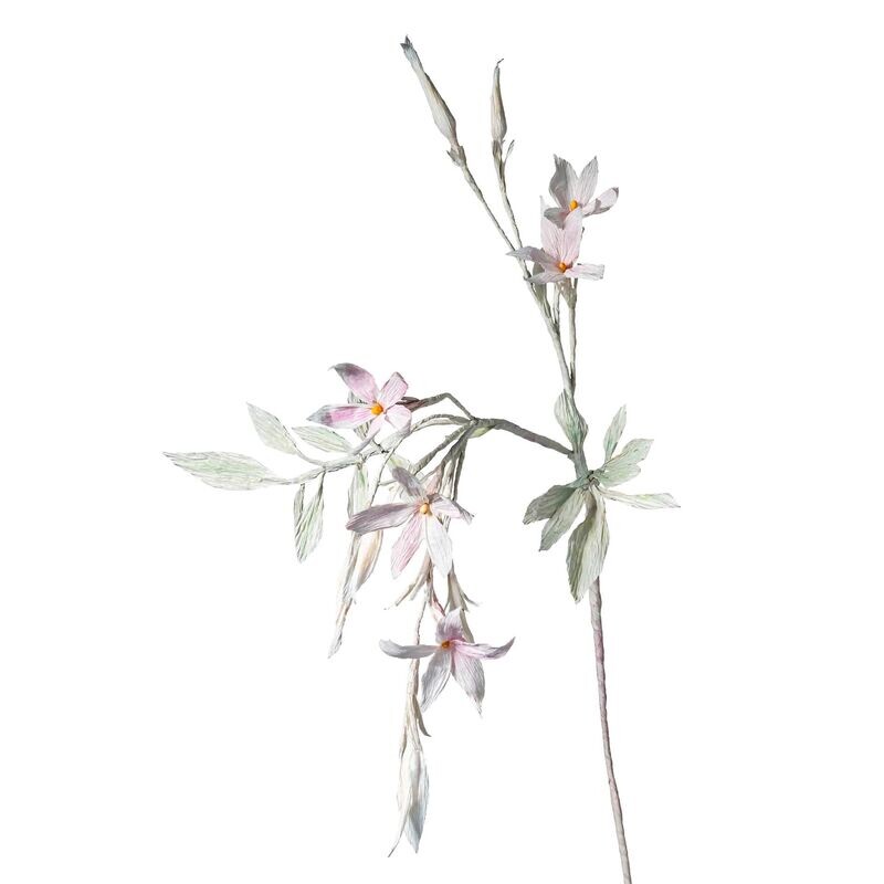 Jasminum – weiß
