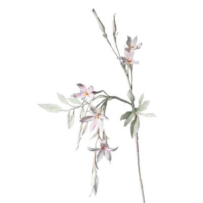 Jasminum – weiß Jasminum – weiß
