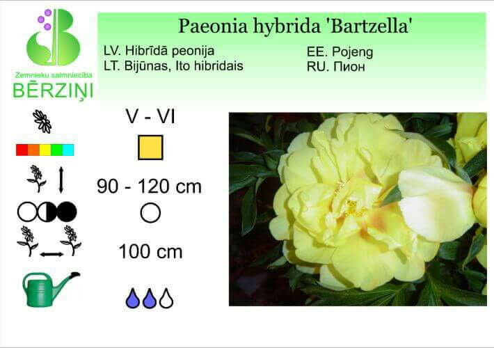 Paeonia hybrida 'Bartzella'