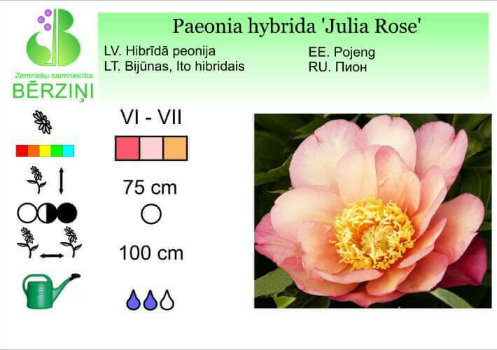Paeonia hybrida 'Julia Rose', Peonija Paeonia hybrida 'Julia Rose', Peonija