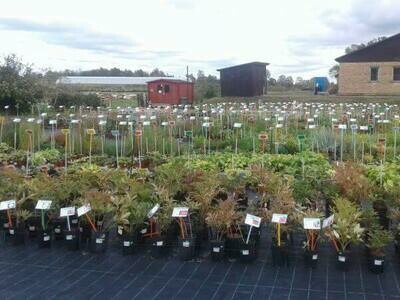 Seedlings