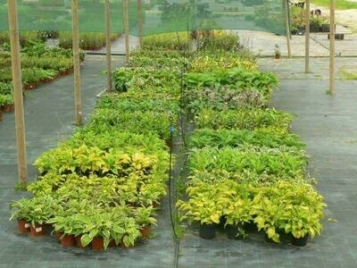 Hostas