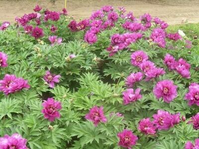 Peonijas