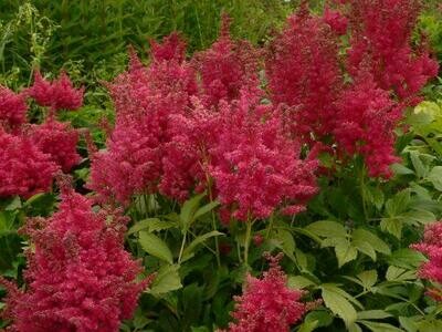 Astilbes