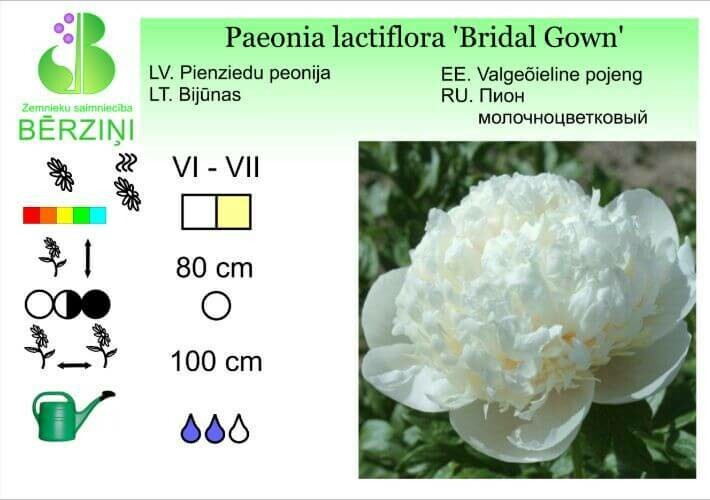 Paeonia lactiflora 'Bridal Gown', Peonija