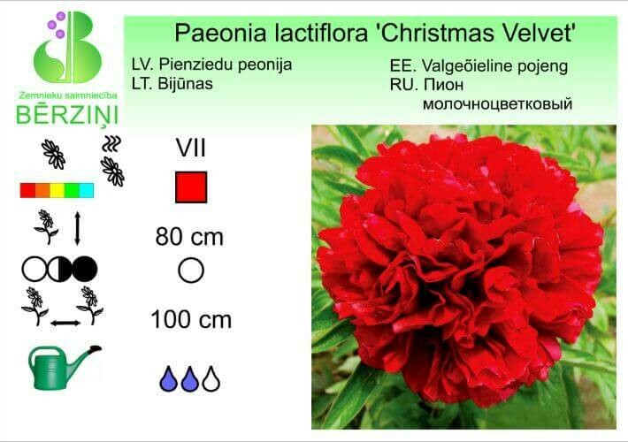 Paeonia lactiflora 'Christmas Velvet', Peonija
