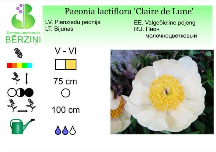 Paeonia lactiflora 'Claire de Lune', Peonija