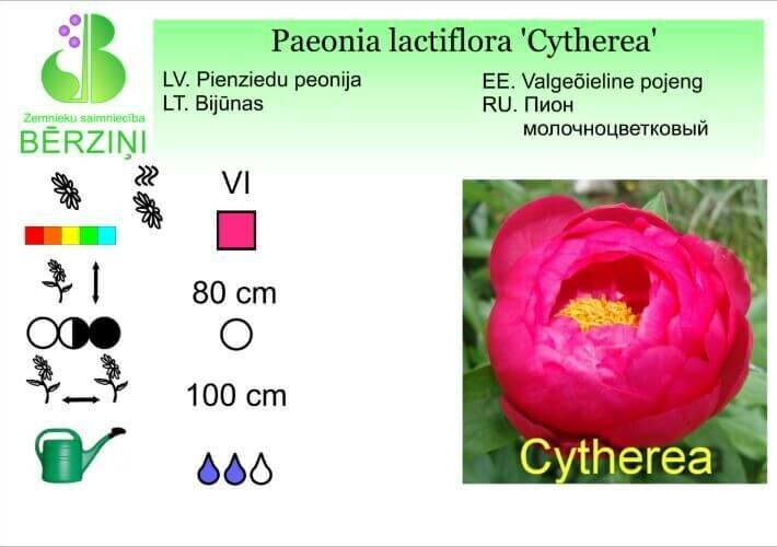 Paeonia lactiflora 'Cytherea', Peonija
