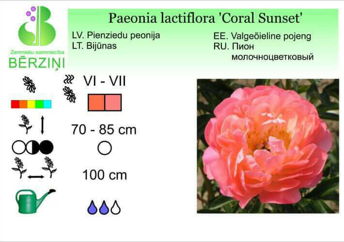 Paeonia lactiflora 'Coral Sunset', Peonija