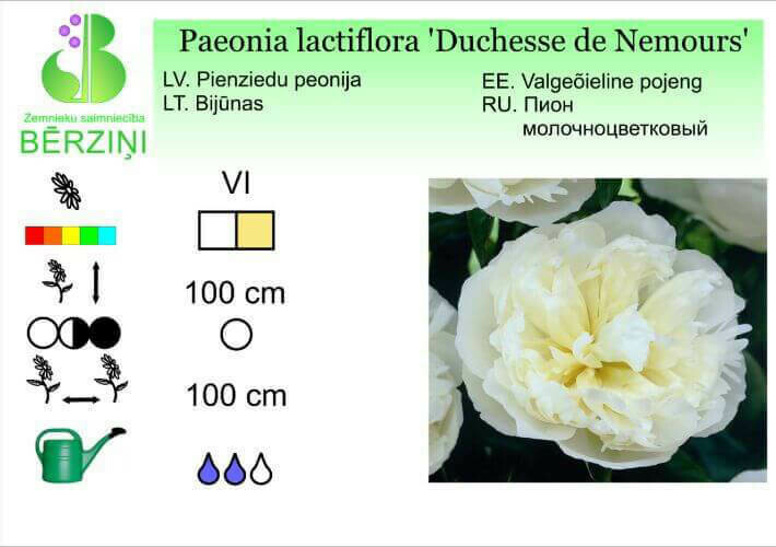 Paeonia lactiflora 'Duchesse de Nemours', Peonija