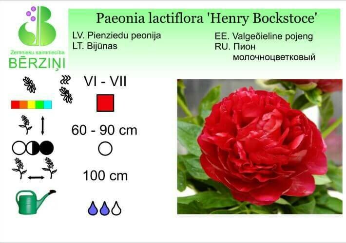 Paeonia lactiflora 'Henry Bockstoce', Peonija