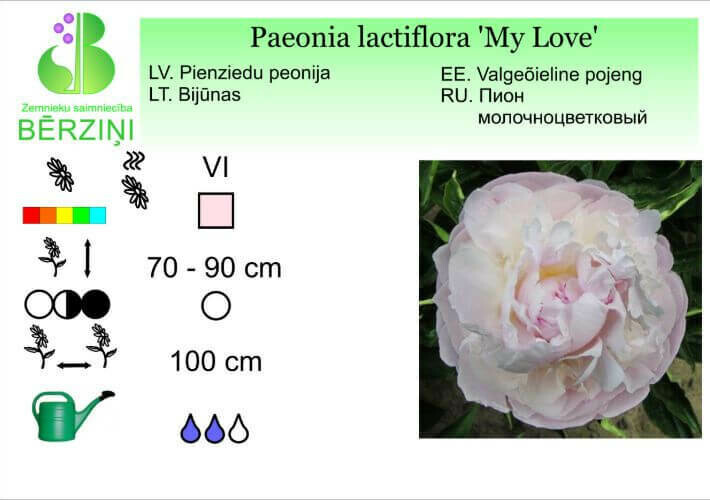 Paeonia lactiflora 'My Love', Peonija
