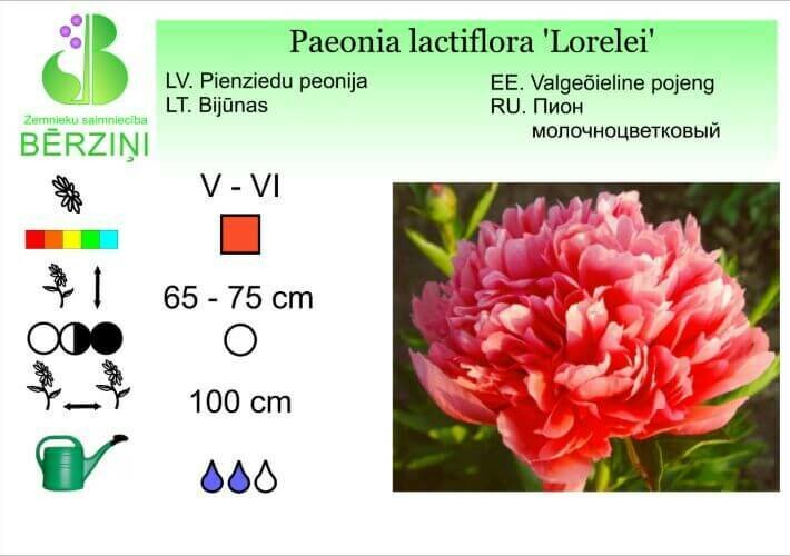Paeonia lactiflora 'Lorelei', Peonija