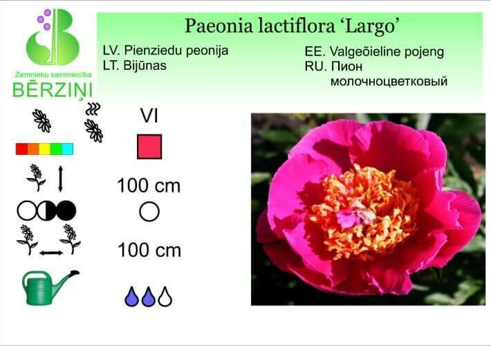Paeonia lactiflora 'Largo', Peonija