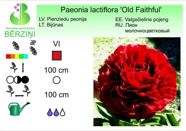 Paeonia lactiflora 'Old Faithful', Peonija