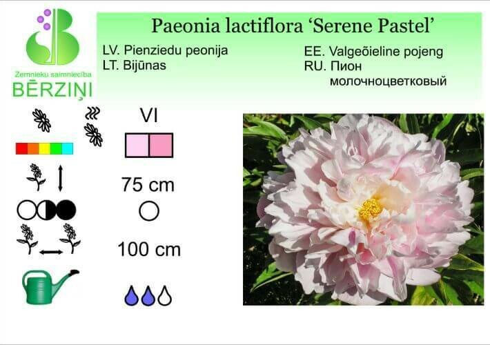 Paeonia lactiflora 'Serene Pastel', Peonija Paeonia lactiflora 'Serene Pastel', Peonija