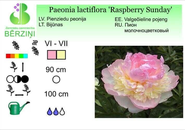 Paeonia lactiflora 'Raspberry Sundae', Peonija Paeonia lactiflora 'Raspberry Sundae', Peonija