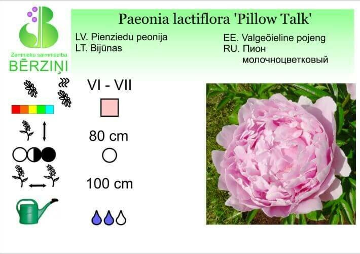 Paeonia lactiflora 'Pillow Talk', Peonija