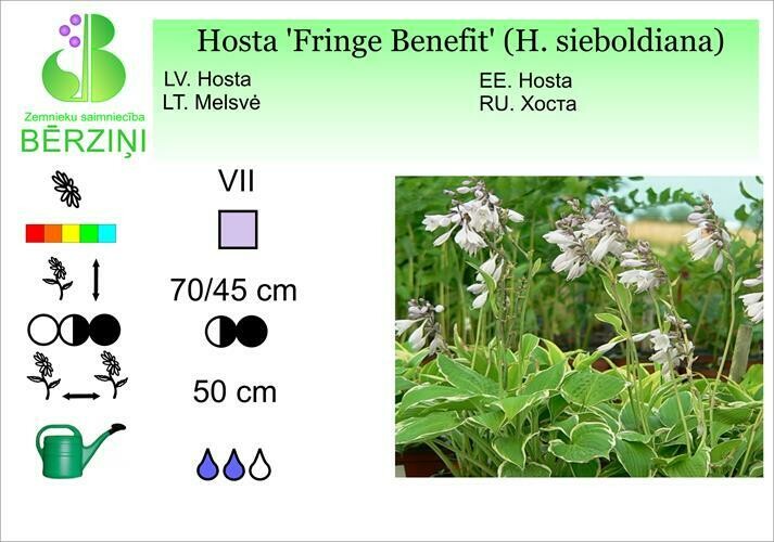 Hosta 'Fringe Benefit' (H. sieboldiana), Hosta
