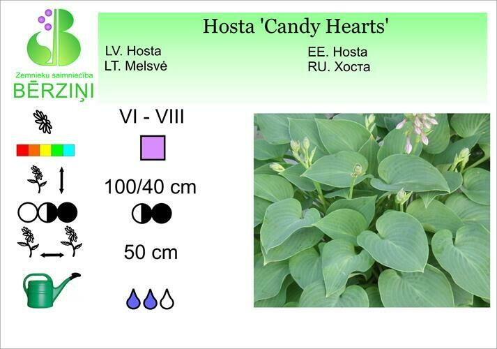 Hosta 'Candy Hearts', Hosta