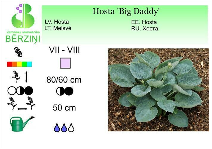 Hosta 'Big Daddy', Hosta