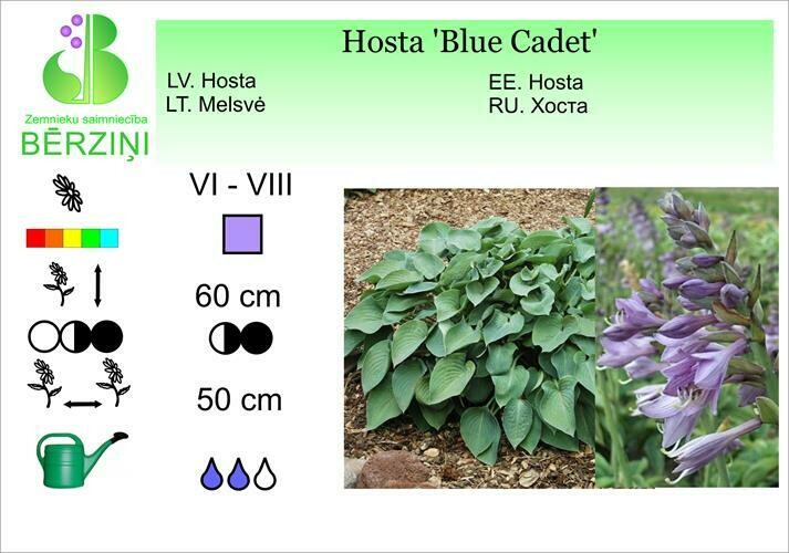 Hosta 'Blue Cadet', Hosta