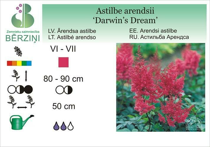 Astilbe arendsii 'Darvins Dreem', Astilbe