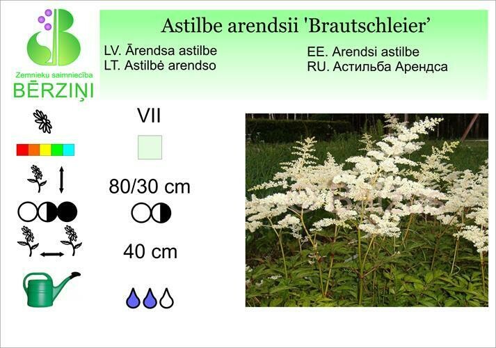 Astilbe arendsii 'Brautschleier', Astilbe