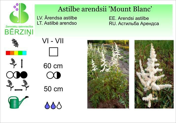 Astilbe arendsii 'Mount Blanc', Astilbe