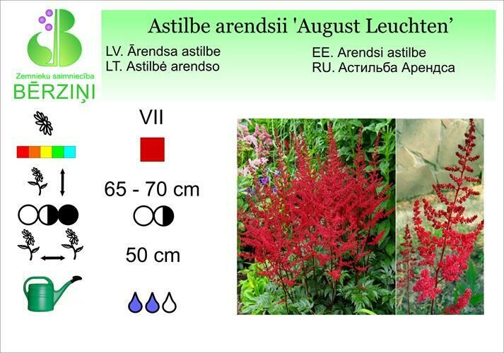 Astilbe arendsii 'August Leuchten', Astilbe