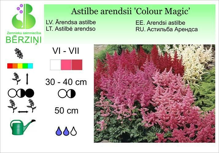 Astilbe arendsii 'Color Magic', Astilbe