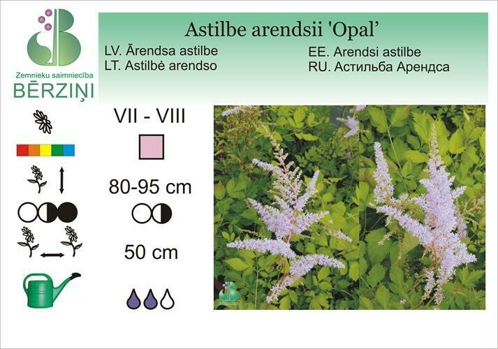 Astilbe arendsii 'Opal', Astilbe