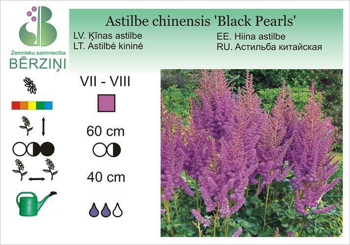 Astilbe chinensis 'Black Pearls', Astilbe