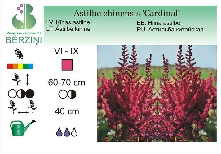 Astilbe chinensis 'Cardinal', Astilbe