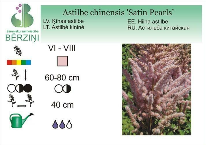 Astilbe chinensis 'Satin Pearls', Astilbe